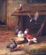 unknow artist Pigeons 064 USA oil painting artist